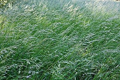 《极限竞速：Motorsport》配置公布 支持DLSS2